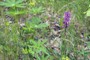 20120513-6088-13.5.2012 - Im Lindenstumpf -  eine Orchidee am Kraterrand<br/>